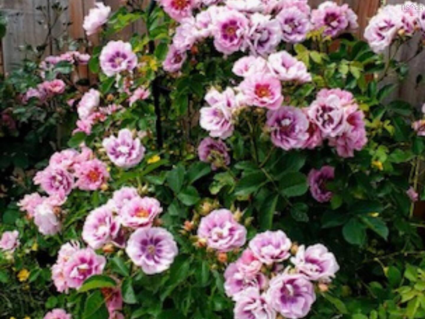 8 Wilson Ave Dartmouth, NS B2Y2B3