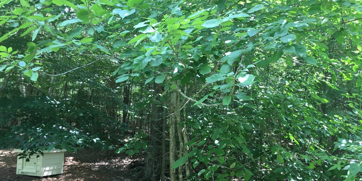 Brivity Lot 19, Lake Providence Matthews, NC 28104