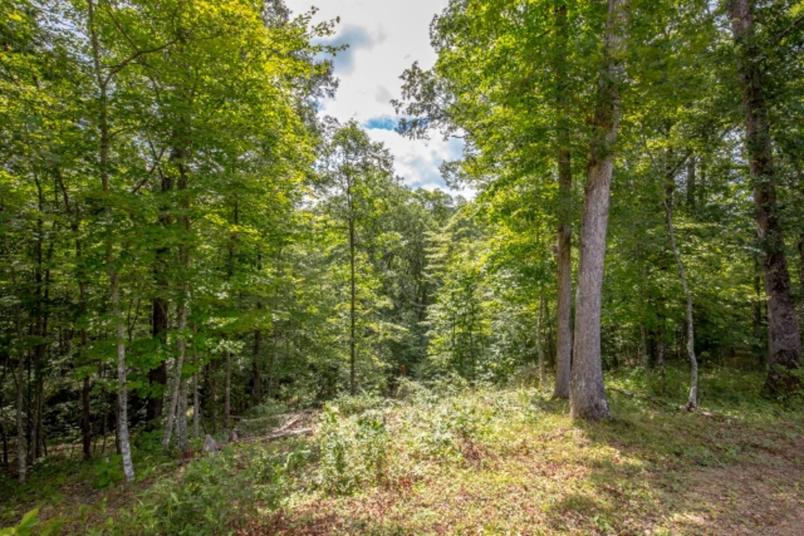 Brivity 1794 Cove Creek Road Bastian, VA 24314 Virtual Tour