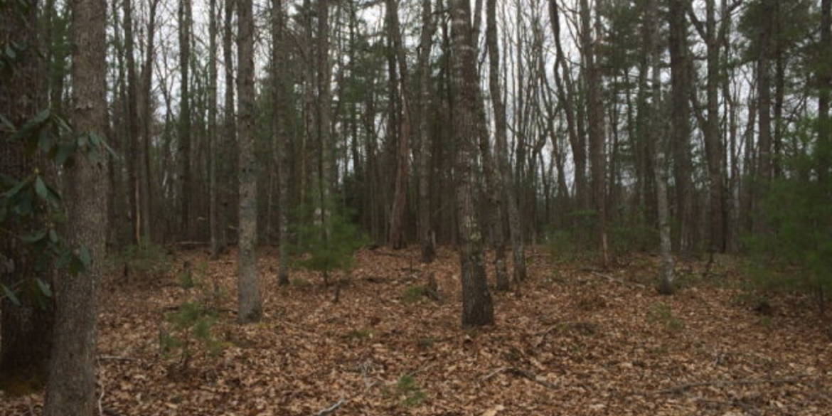 Brivity TBD Brushy Mountain Road Bland, VA 24315