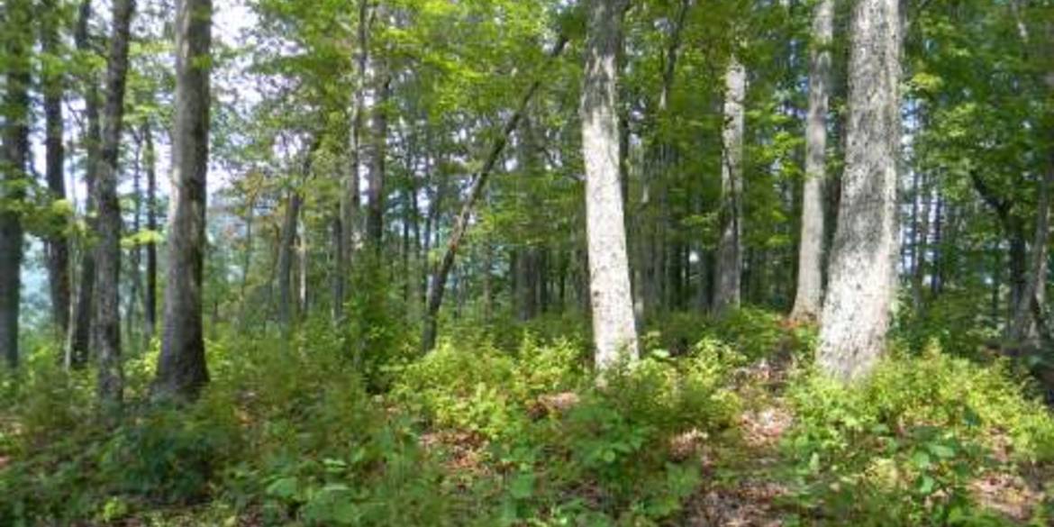 Brivity Lot 2 Mountain Harbour Hayesville, NC 28904