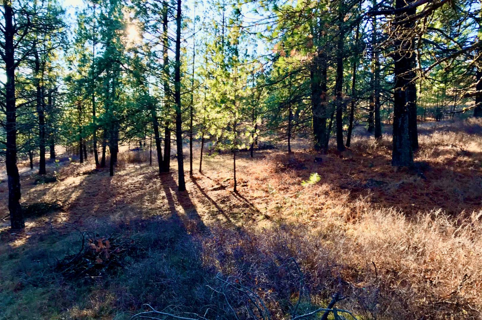 Brivity 0000 E Eagles Nest Ln Chattaroy, WA 99003 Virtual Tour