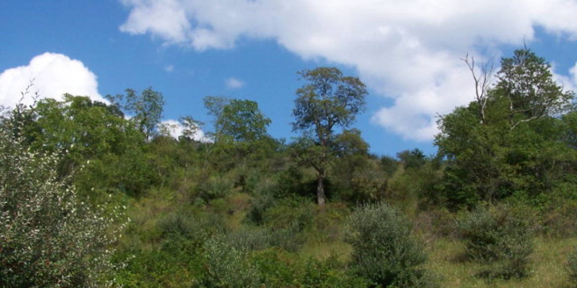 Brivity Lot 6 Poplar Hill Dr. Dugspur, VA 24325