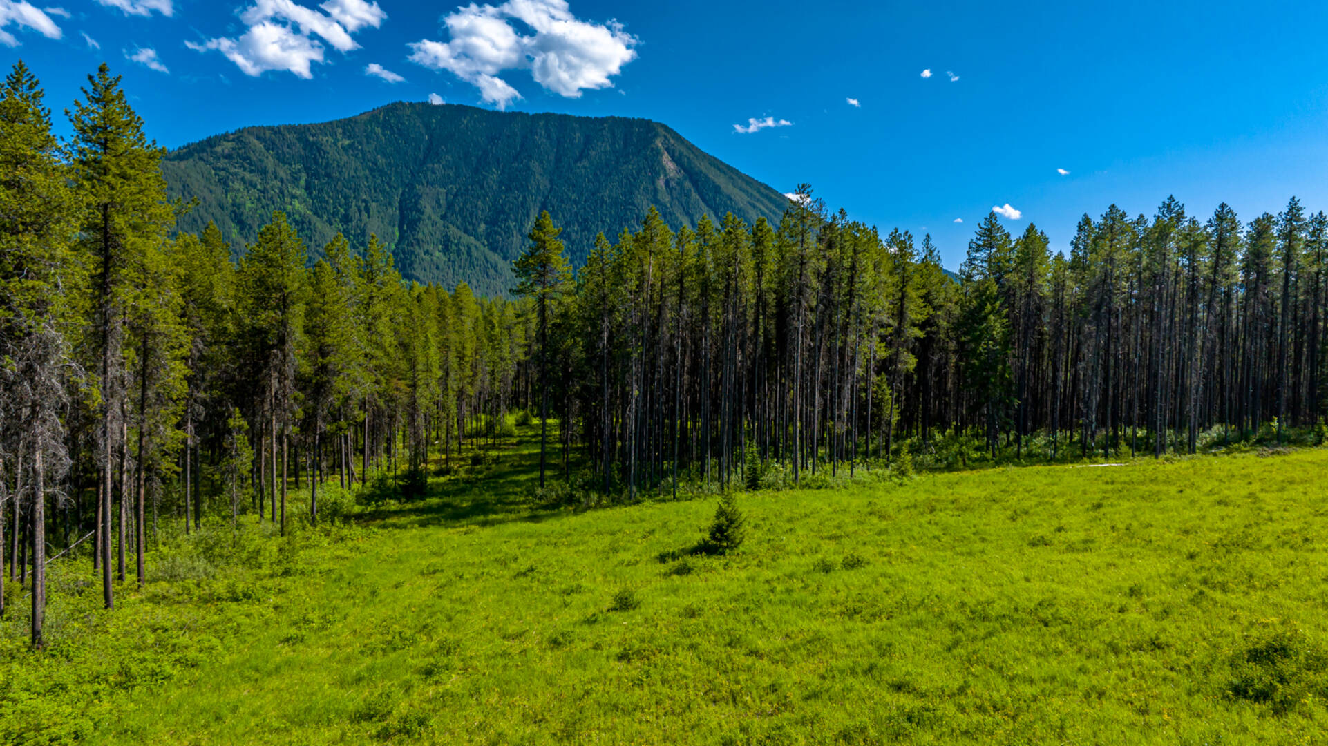 NHN Halfmoon Flats Rd West Glacier, MT 59936