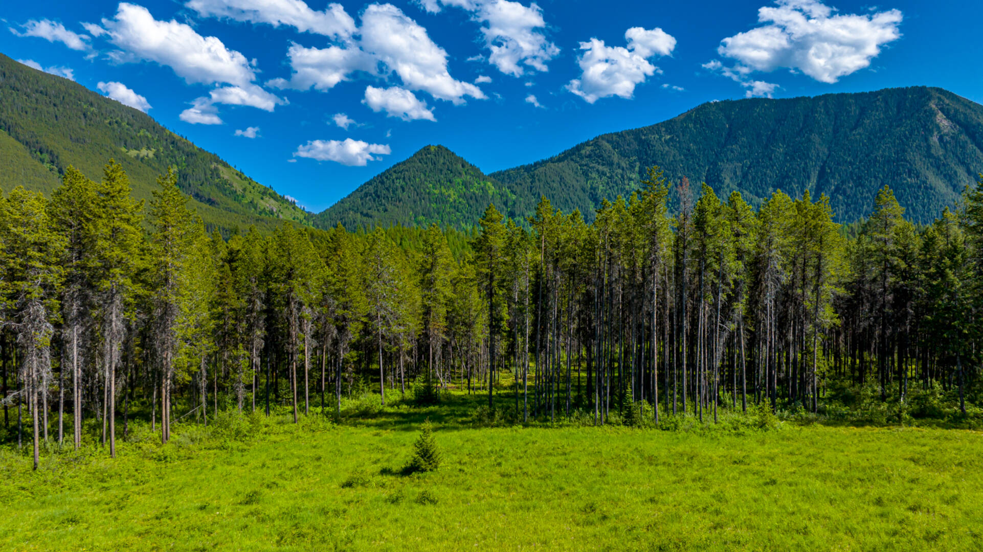 NHN Halfmoon Flats Rd West Glacier, MT 59936