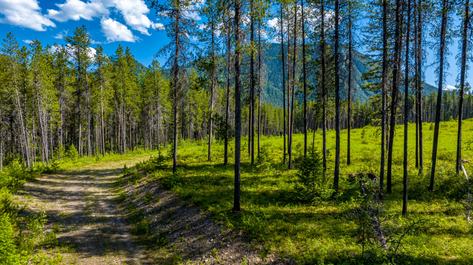 NHN Halfmoon Flats Rd West Glacier, MT 59936