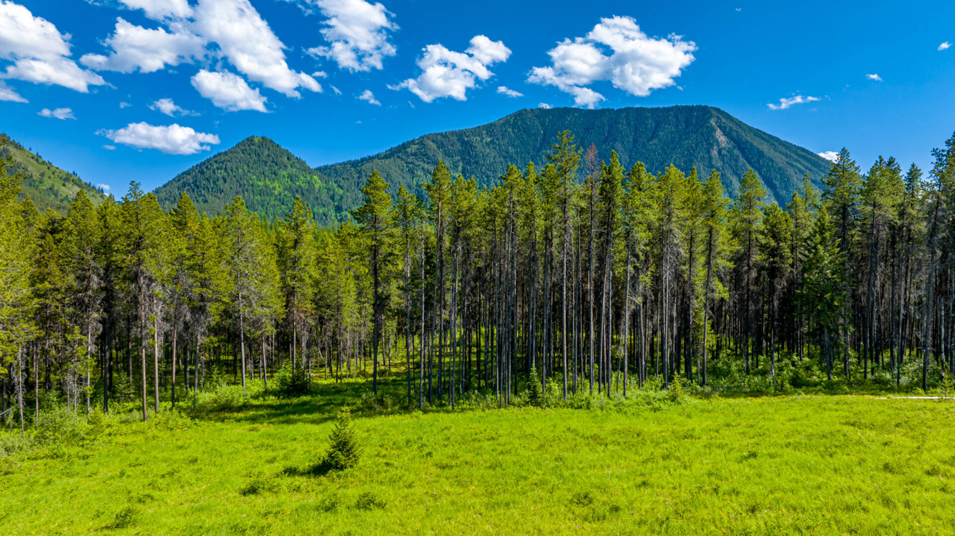 NHN Halfmoon Flats Rd West Glacier, MT 59936