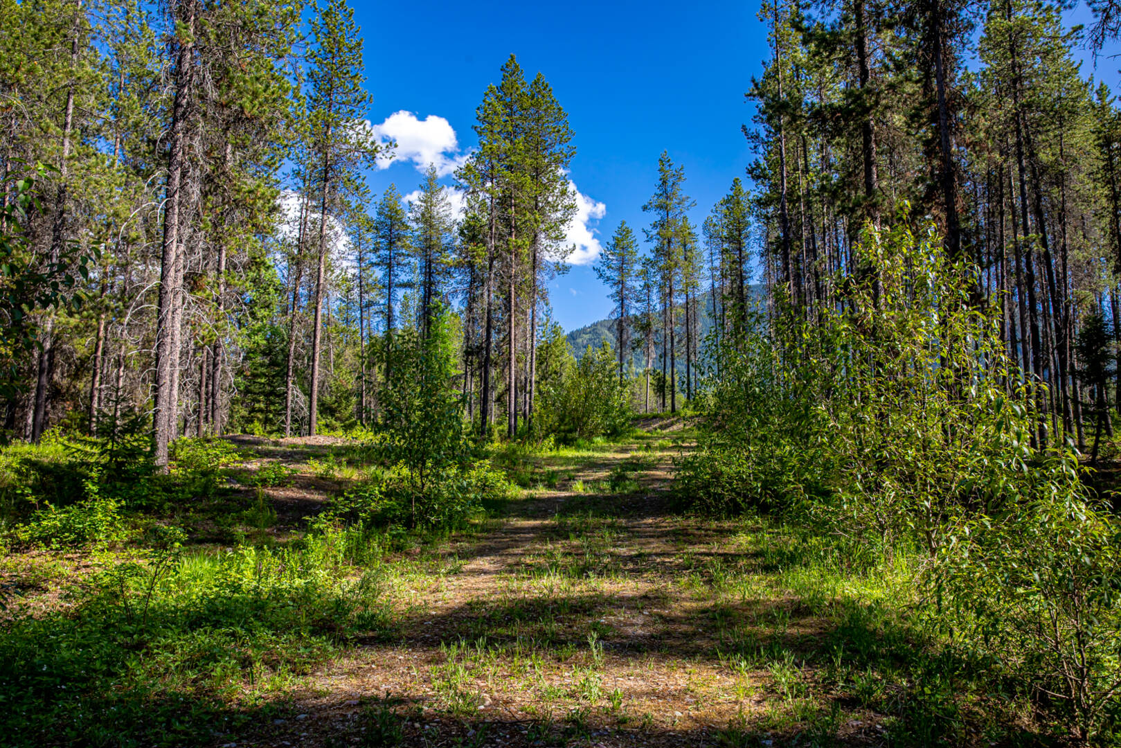 NHN Halfmoon Flats Rd West Glacier, MT 59936