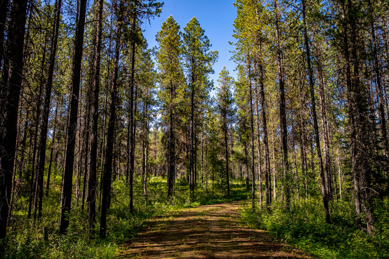 NHN Halfmoon Flats Rd West Glacier, MT 59936