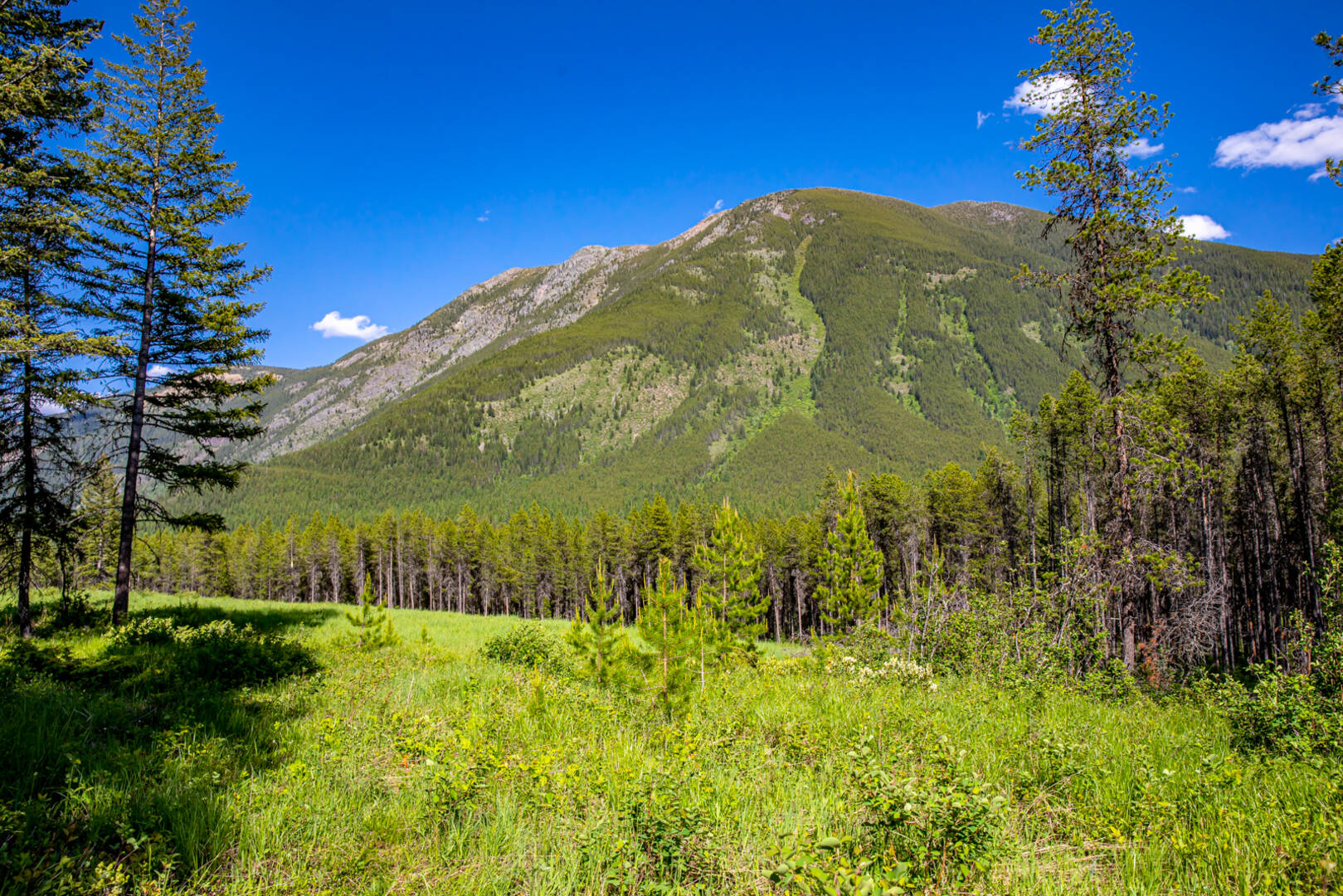 NHN Halfmoon Flats Rd West Glacier, MT 59936
