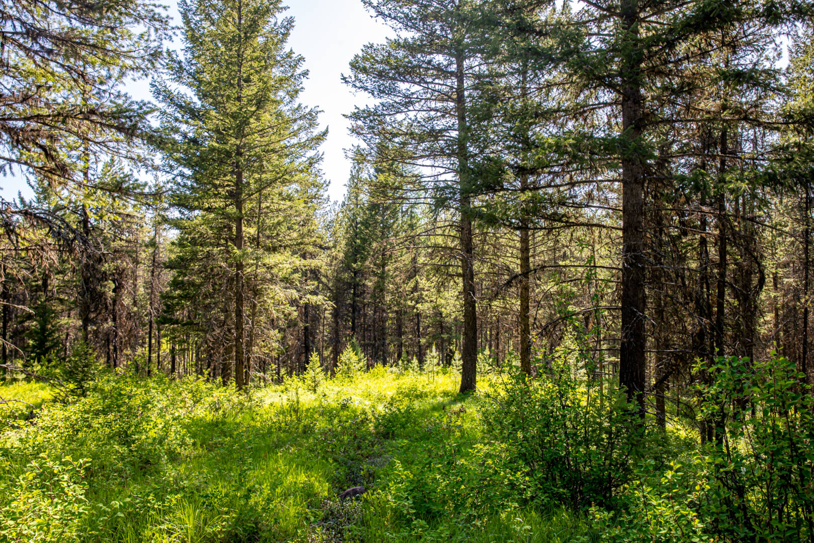 NHN Halfmoon Flats Rd West Glacier, MT 59936