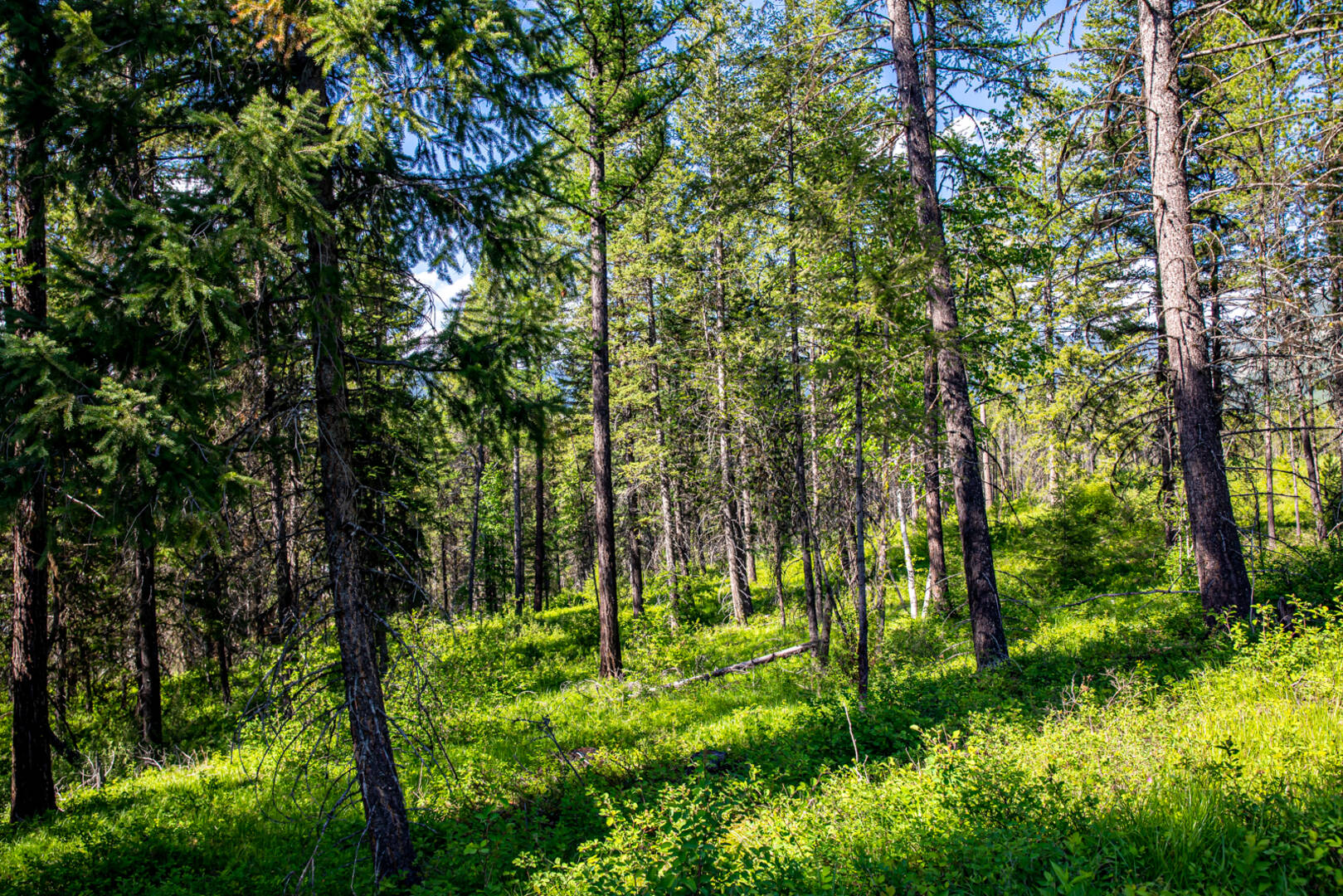 NHN Halfmoon Flats Rd West Glacier, MT 59936
