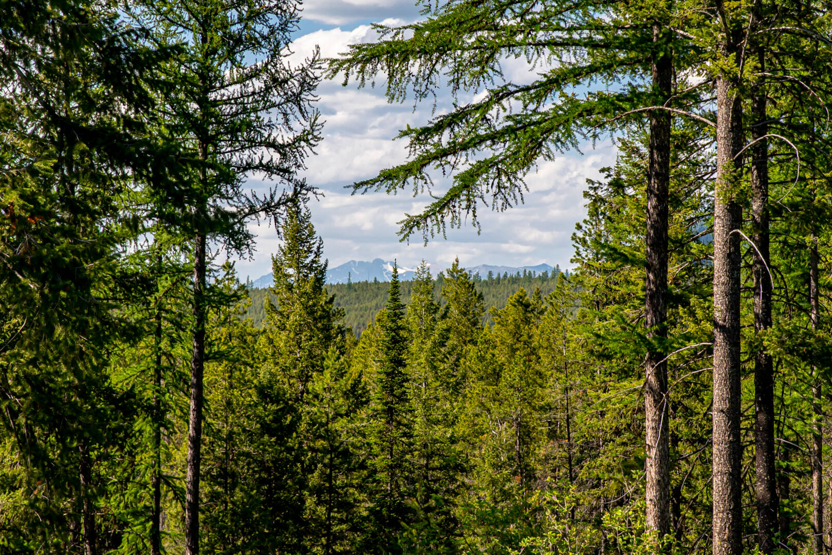 NHN Halfmoon Flats Rd West Glacier, MT 59936