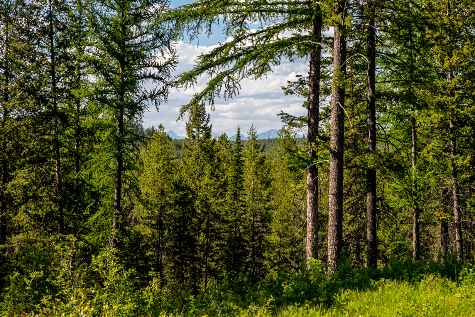NHN Halfmoon Flats Rd West Glacier, MT 59936