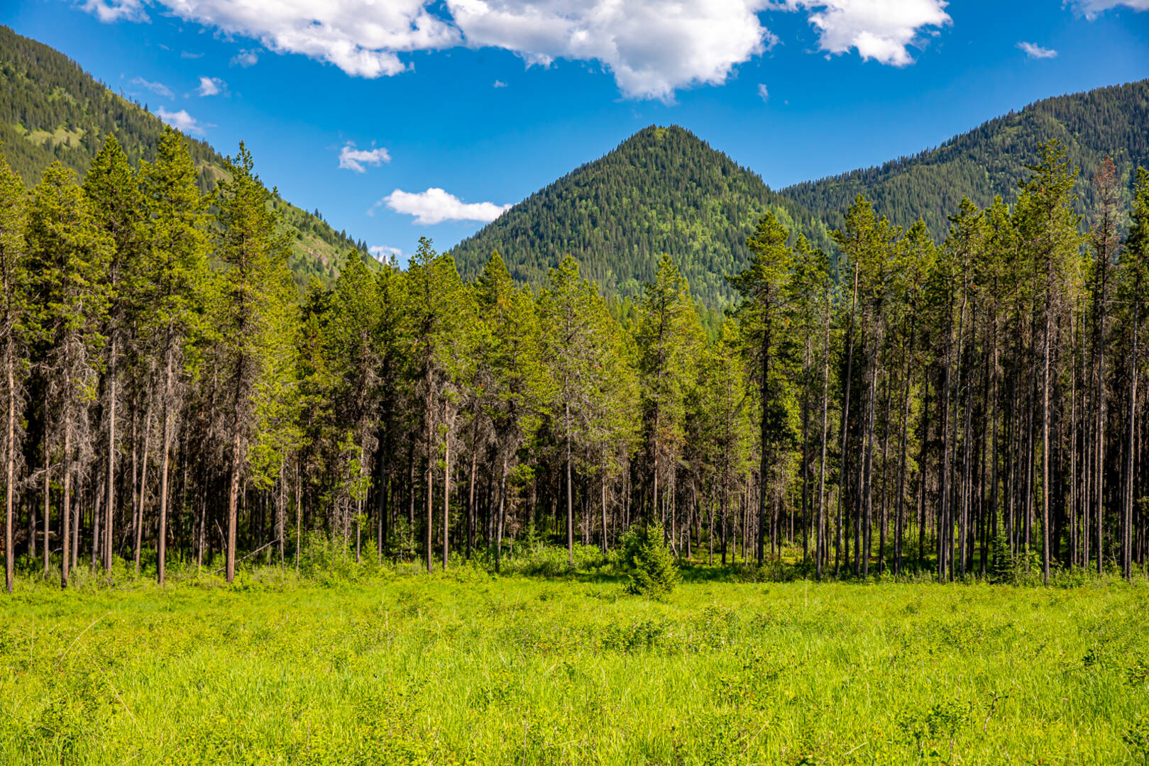 NHN Halfmoon Flats Rd West Glacier, MT 59936