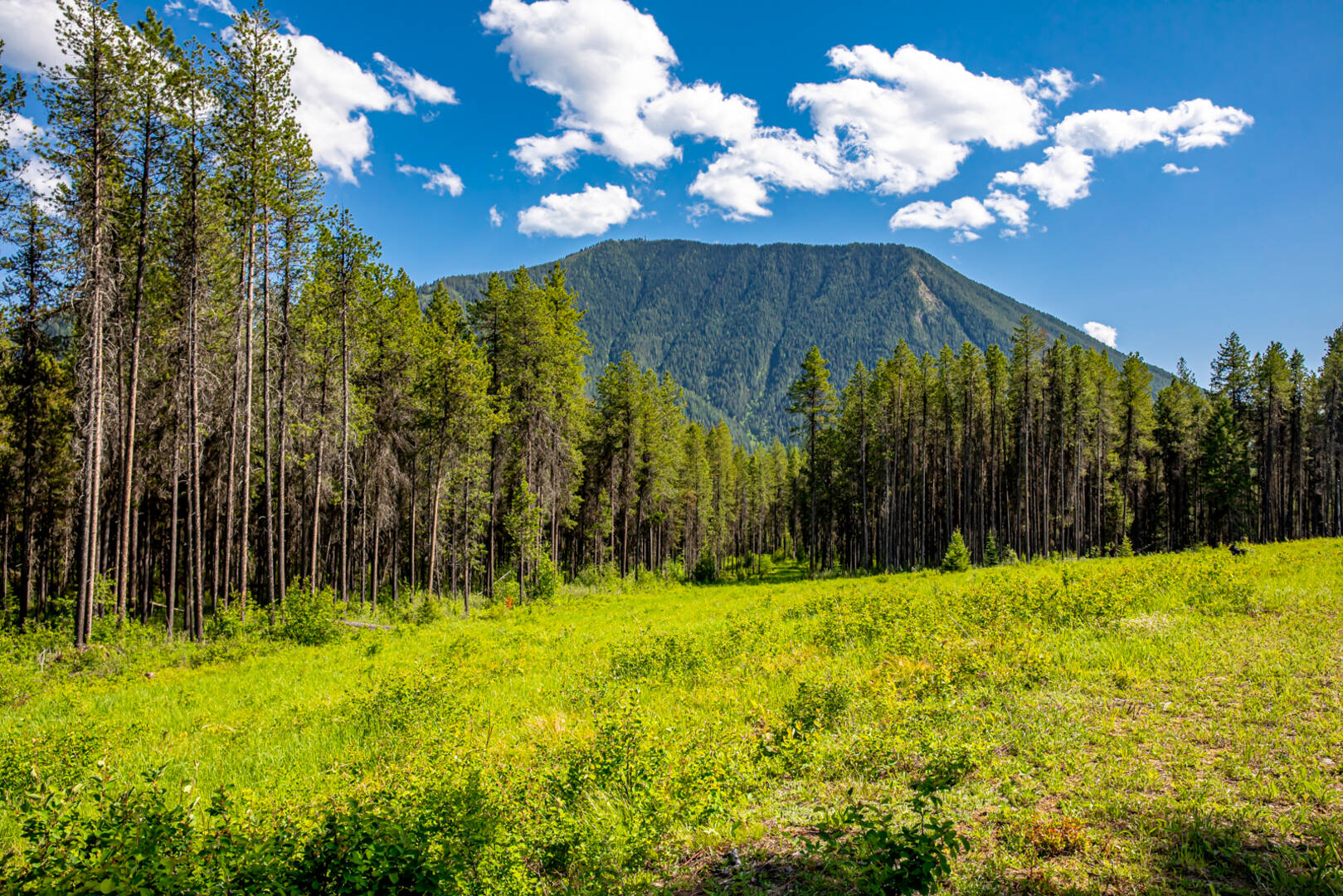 NHN Halfmoon Flats Rd West Glacier, MT 59936