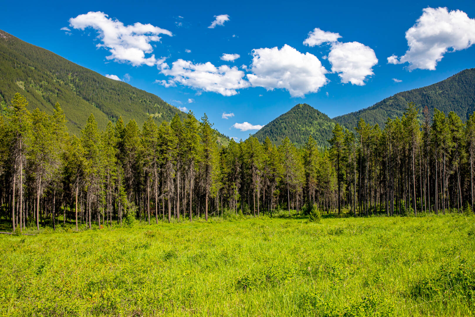 NHN Halfmoon Flats Rd West Glacier, MT 59936
