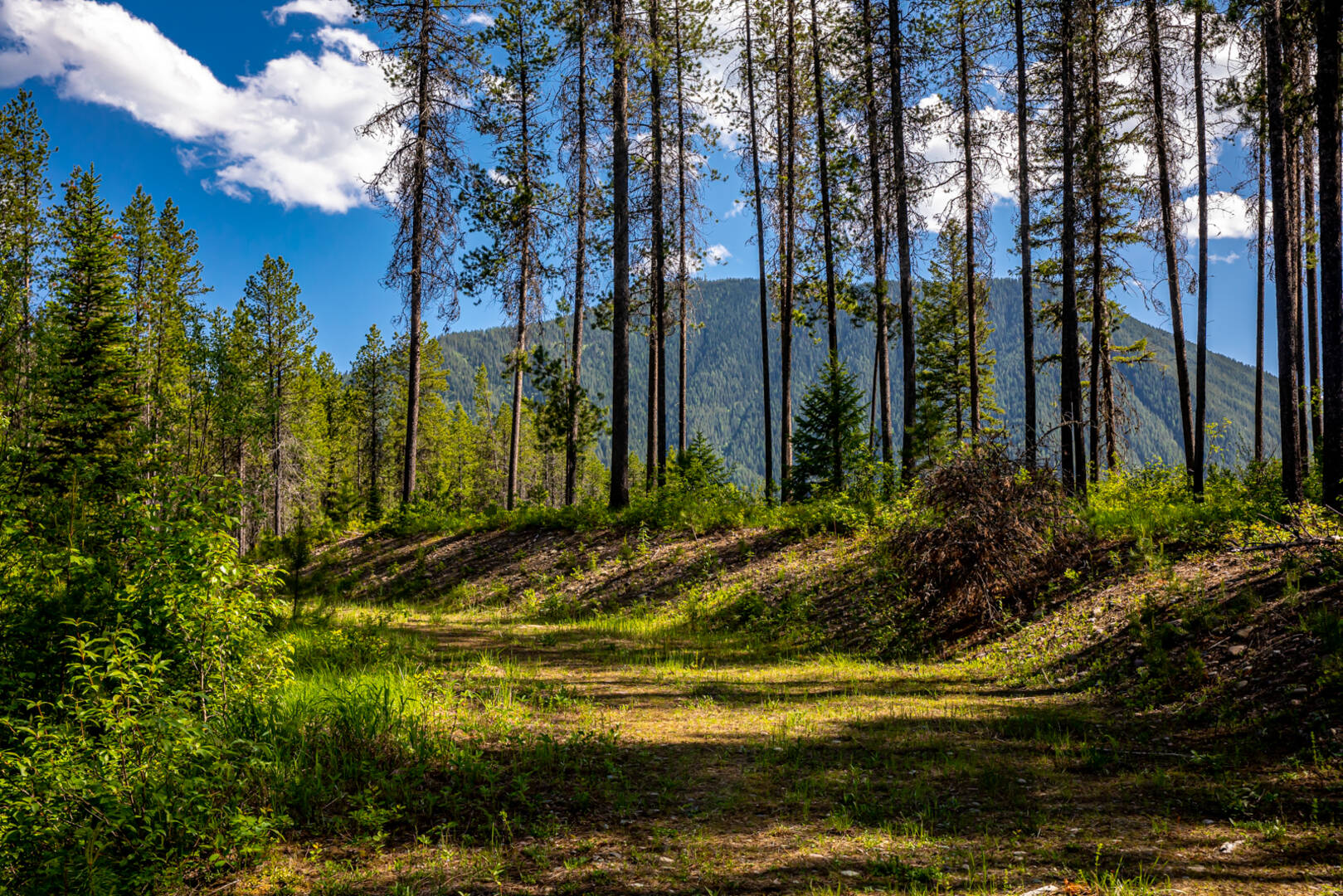 NHN Halfmoon Flats Rd West Glacier, MT 59936