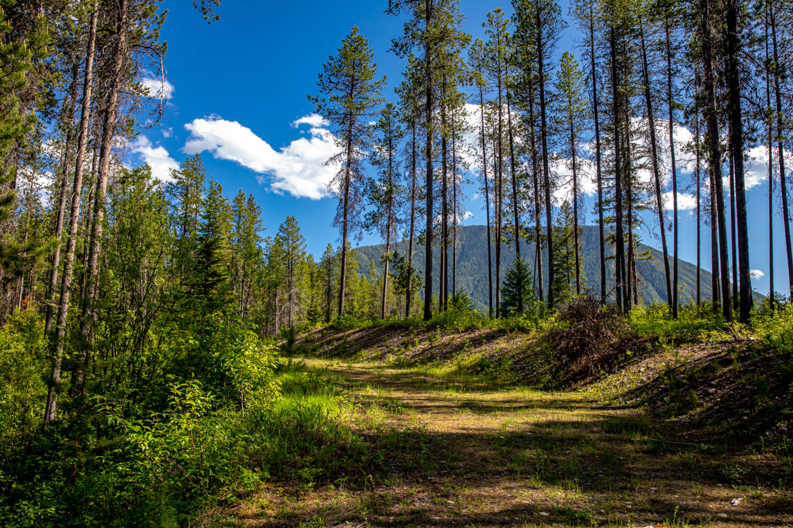 NHN Halfmoon Flats Rd West Glacier, MT 59936