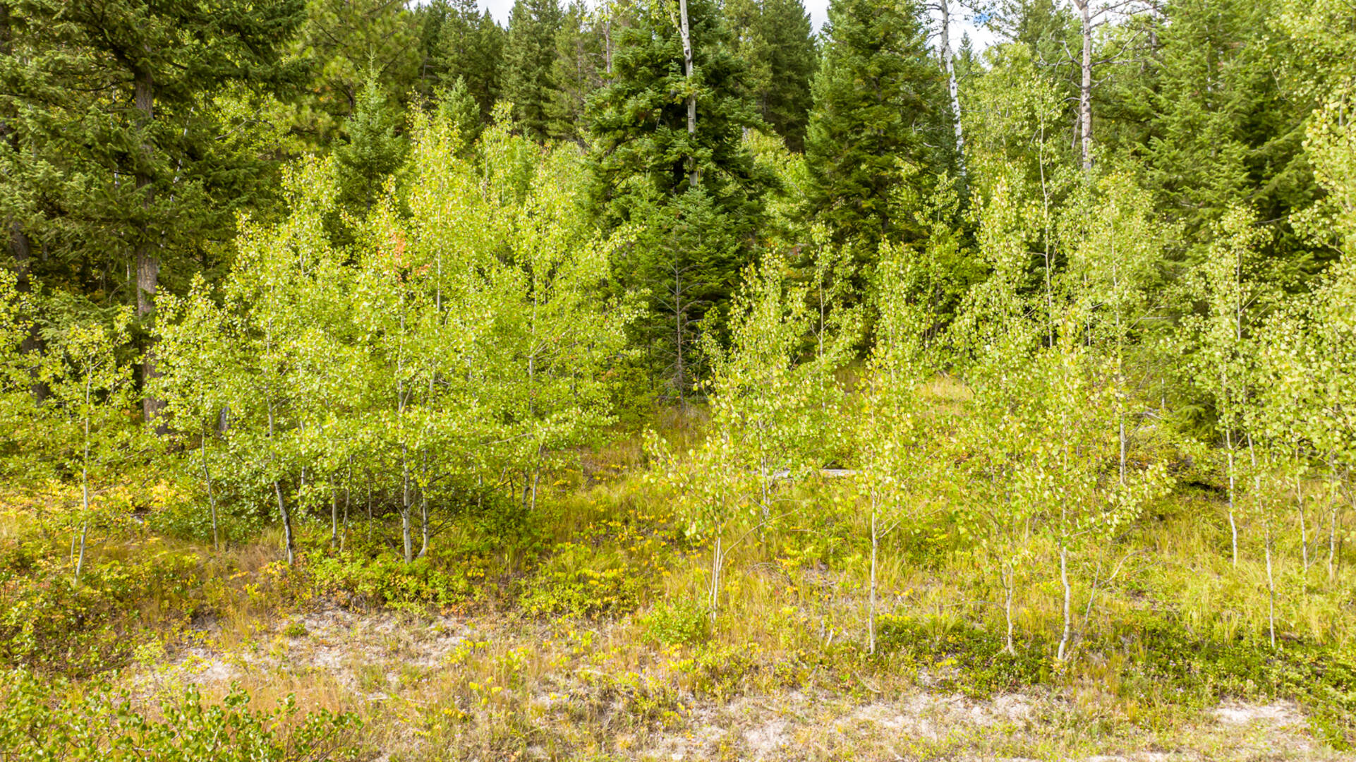 Nhn Sheep Lane Kalispell, MT 59901