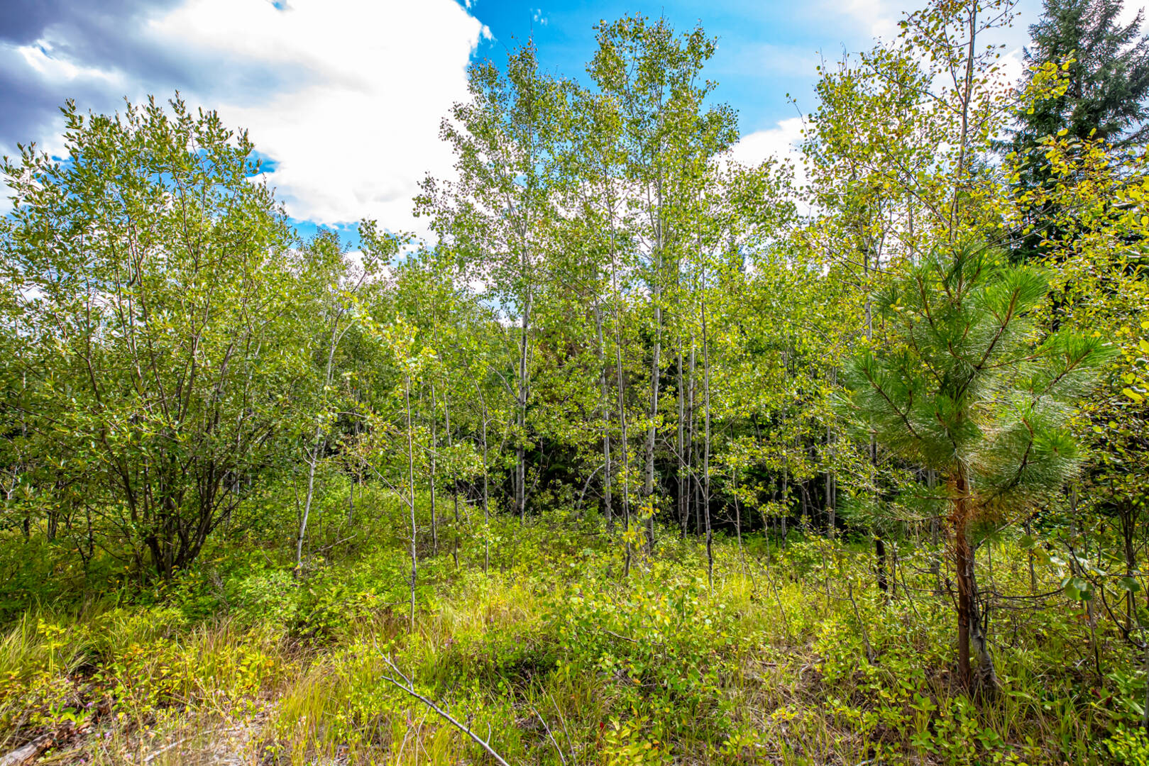 Nhn Sheep Lane Kalispell, MT 59901