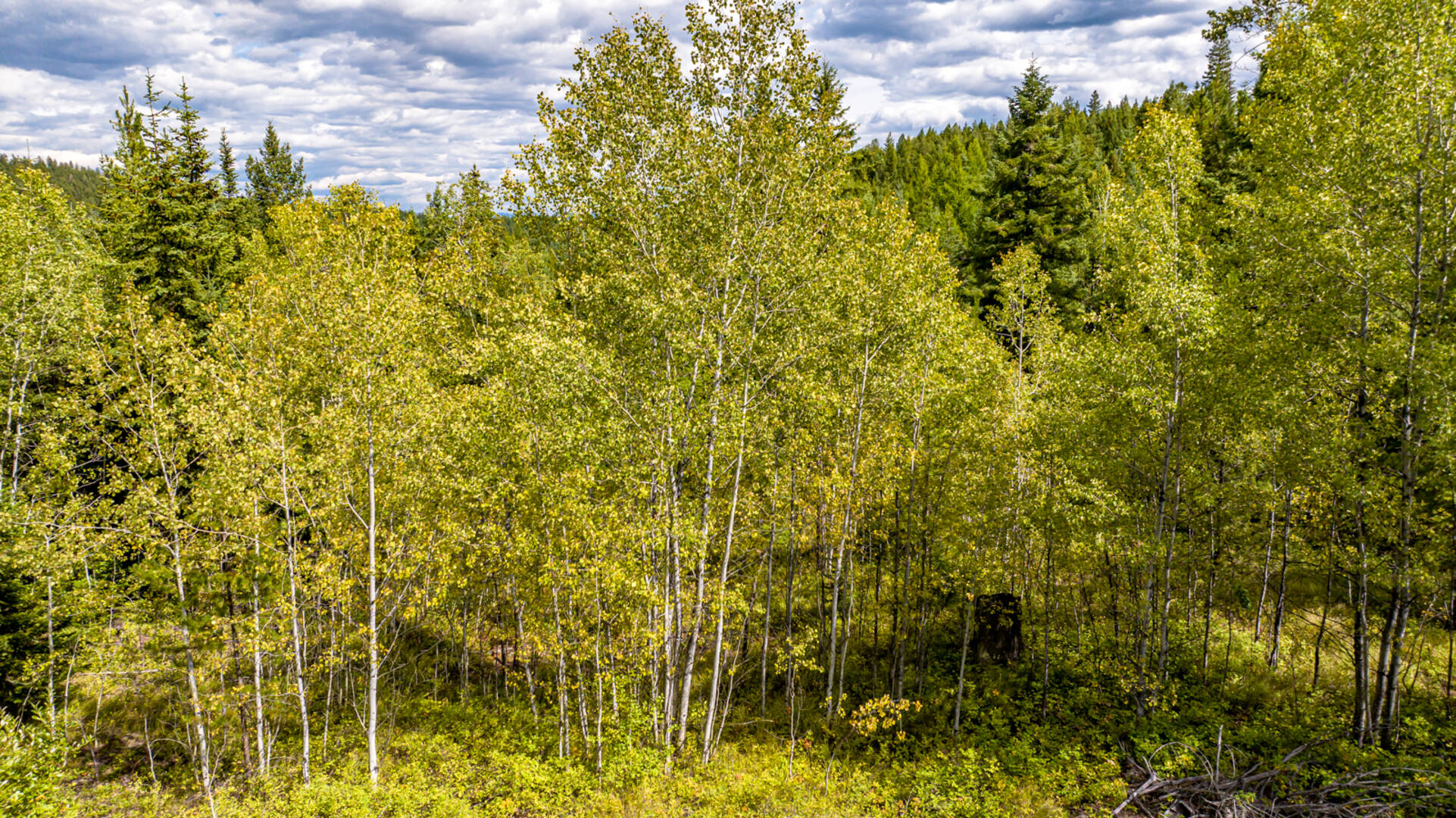 Nhn Sheep Lane Kalispell, MT 59901