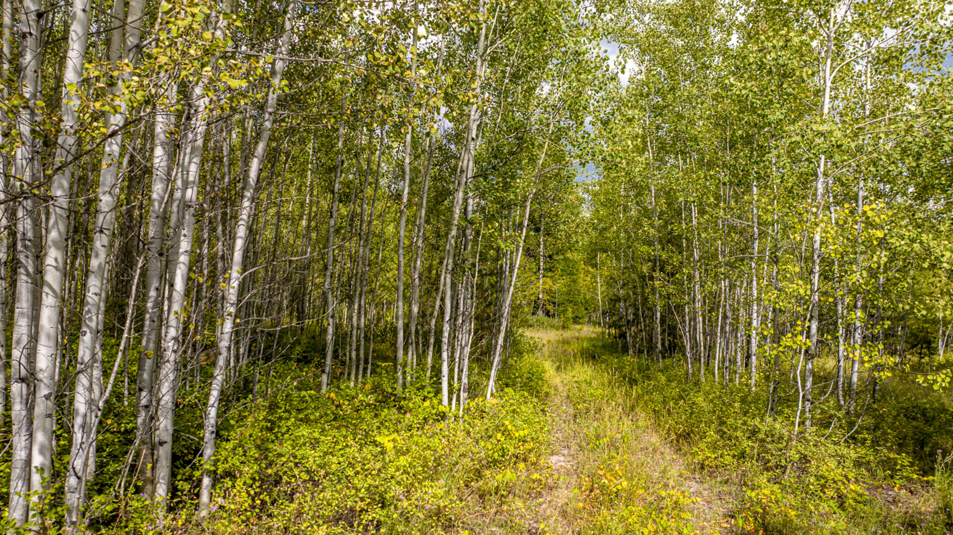 Nhn Sheep Lane Kalispell, MT 59901