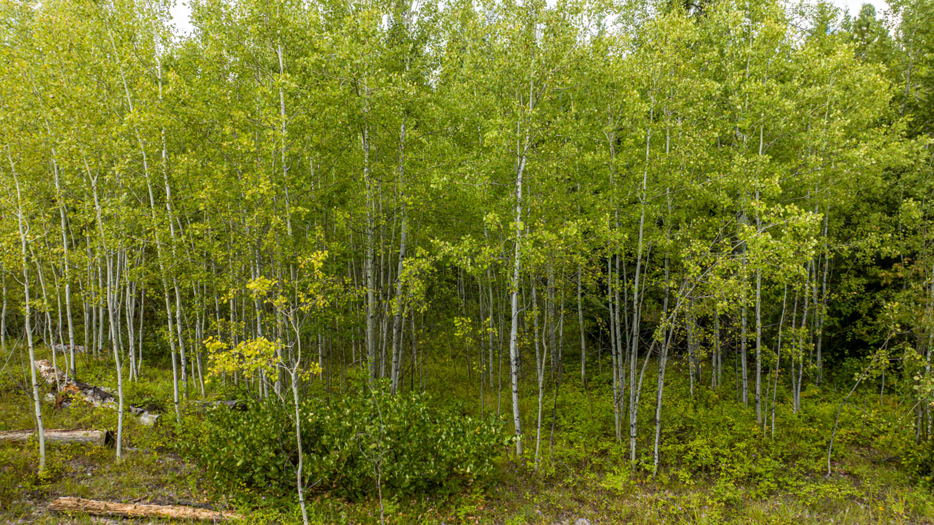 Nhn Sheep Lane Kalispell, MT 59901