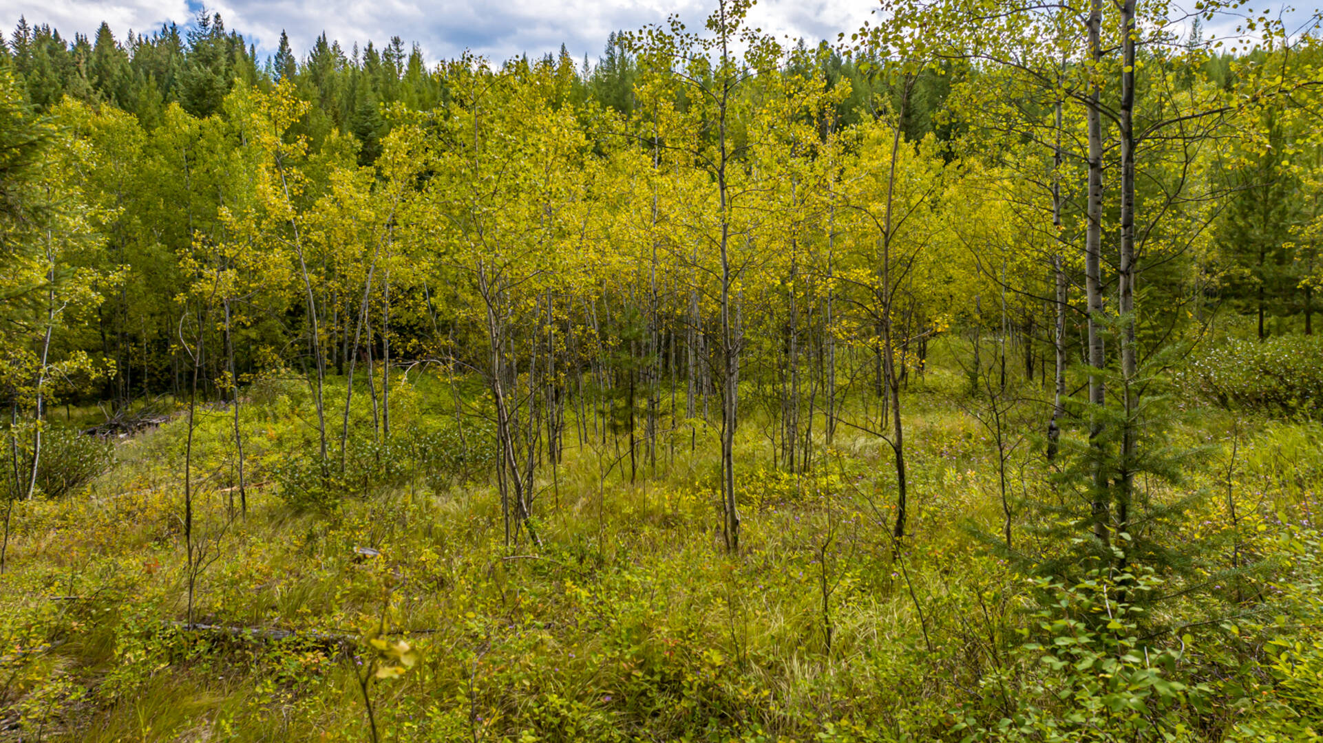 Nhn Sheep Lane Kalispell, MT 59901