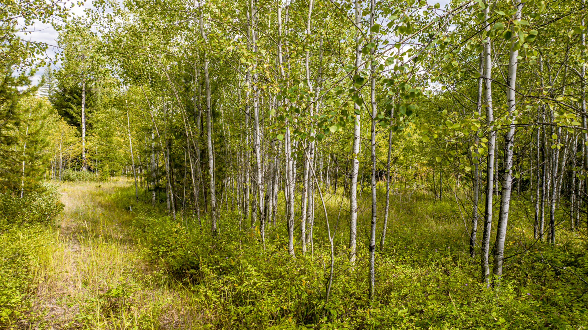 Nhn Sheep Lane Kalispell, MT 59901