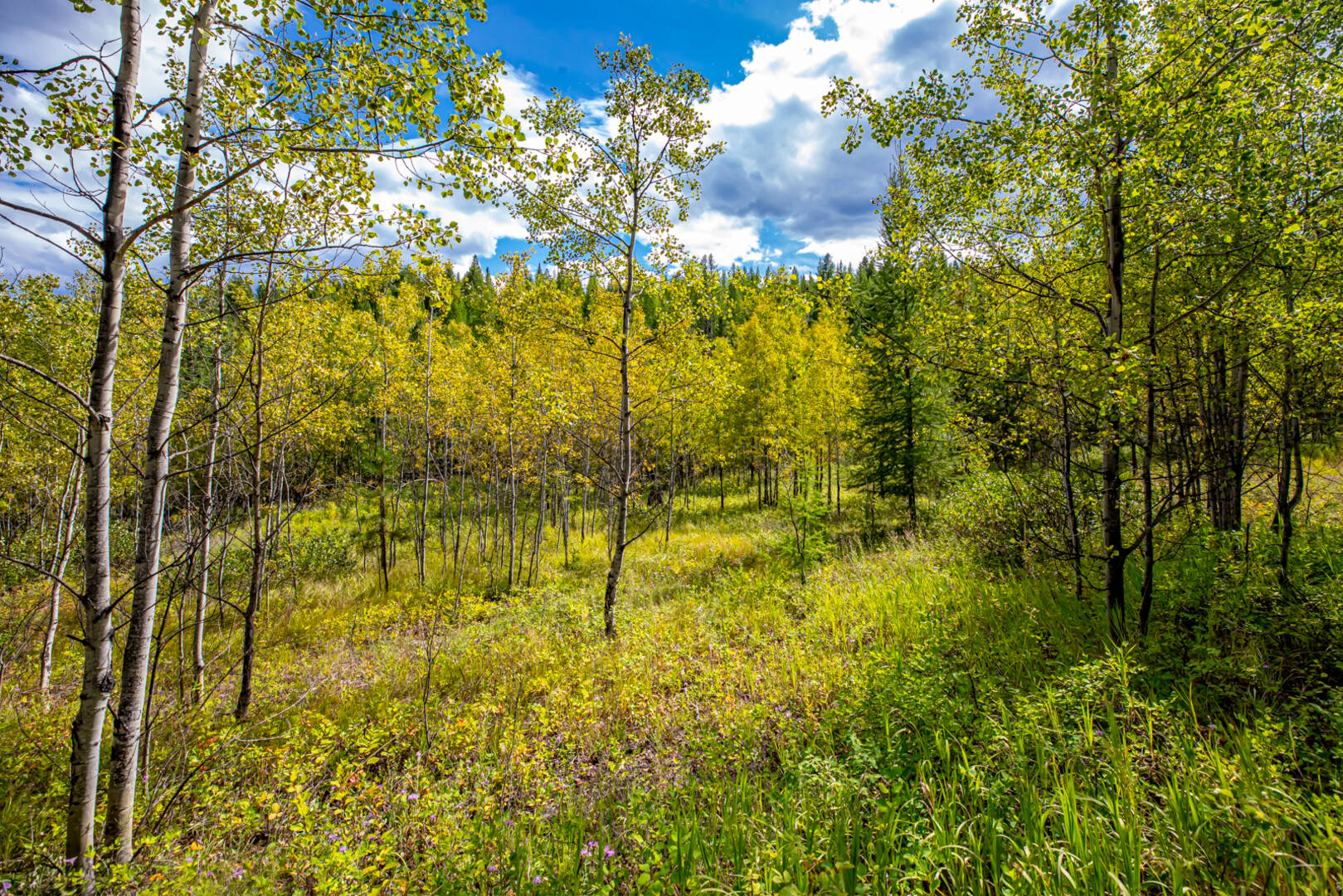 Nhn Sheep Lane Kalispell, MT 59901